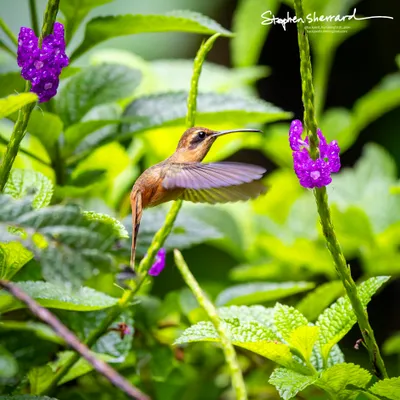Hummingbirds of Costa Rica
